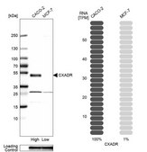 Anti-CXADR antibody produced in rabbit Prestige Antibodies® Powered by Atlas Antibodies, affinity isolated antibody, buffered aqueous glycerol solution
