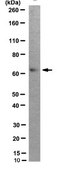 Anti-BIRC2/IAP-2, clone 1E1-1-10 Antibody clone 1E1-1-10, from rat