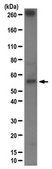 Anti-JMJD2D Antibody from rabbit, purified by affinity chromatography