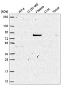 Anti-MAPK8IP1 antibody produced in rabbit Prestige Antibodies® Powered by Atlas Antibodies, affinity isolated antibody