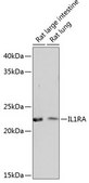 Anti-IL1RA Antibody, clone 4V9E1, Rabbit Monoclonal