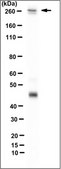 Anti-CD148/DEP-1 Antibody, clone Ab1 (Azide Free) clone Ab 1, from mouse