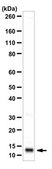 Anti-VAMP-3 Antibody from rabbit, purified by affinity chromatography