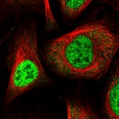 Anti-WBP11 antibody produced in rabbit Prestige Antibodies® Powered by Atlas Antibodies, affinity isolated antibody, buffered aqueous glycerol solution