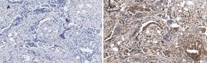 Anti-phospho JNK (Thr183, Tyr185) Antibody, clone 3F7, ZooMAb® Rabbit Monoclonal recombinant, expressed in HEK 293 cells