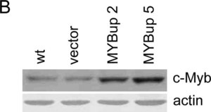 Anti-Myb Antibody, clone 1-1 clone 1-1, Upstate®, from mouse