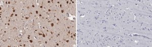 Anti-NeuN Antibody (rabbit) from rabbit, purified by affinity chromatography