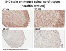 Anti-Membralin from rabbit