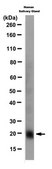 Anti-MAP17 Antibody, clone 165C clone 165C, from mouse