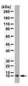 Anti-DEFA1 from rabbit, purified by affinity chromatography