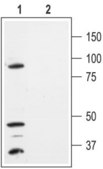 Anti-Potassium Channel K2P1.1 (TWIK-1) antibody produced in rabbit affinity isolated antibody, lyophilized powder