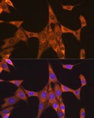 Anti-FXR1 Antibody, clone 2S2B1, Rabbit Monoclonal