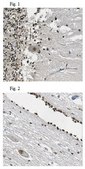 Anti-GLI1 Antibody from rabbit, purified by affinity chromatography