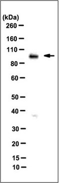 Anti-BCAR3 Antibody, clone 9D9.1 clone 9D9.1, from mouse