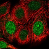 Anti-WBSCR22 antibody produced in rabbit Prestige Antibodies® Powered by Atlas Antibodies, affinity isolated antibody, buffered aqueous glycerol solution