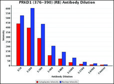 Anti-PRKD1 (376-390) antibody produced in rabbit IgG fraction of antiserum, buffered aqueous solution