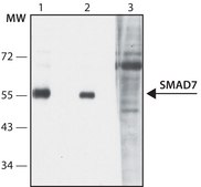 Anti-SMAD7 (N-terminal) antibody produced in rabbit ~1.0 mg/mL, affinity isolated antibody, suitable for western blot: 2 μg/mL