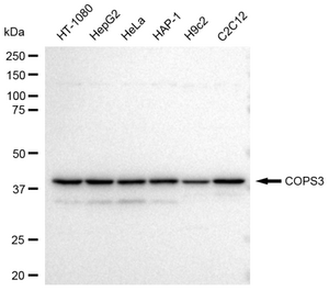 KD-Validated Anti COPS3 Antibody, clone 23GB3780, Rabbit Monoclonal clone 23GB3780, recombinant rabbit monoclonal, expressed in HEK293 cells