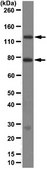 Anti-Mena Antibody, clone A351F7D9 clone A351F7D9, from mouse