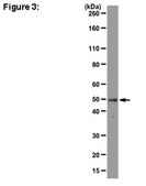 ChIPAb+ FOXA2 - ChIP Validated Antibody and Primer Set from mouse