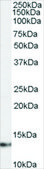 Anti-S100A4/CAPL antibody produced in goat affinity isolated antibody, buffered aqueous solution