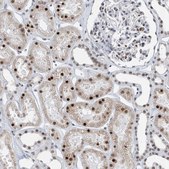 Anti-FIP1L1 antibody produced in rabbit affinity isolated antibody, buffered aqueous glycerol solution