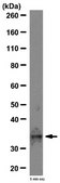 Anti-F-actin-capping protein subunit beta Antibody from rabbit