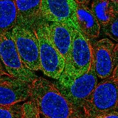 Anti-STXBP2 antibody produced in rabbit Prestige Antibodies® Powered by Atlas Antibodies, affinity isolated antibody, buffered aqueous glycerol solution