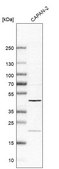 Anti-BROX antibody produced in rabbit Prestige Antibodies® Powered by Atlas Antibodies, affinity isolated antibody, buffered aqueous glycerol solution