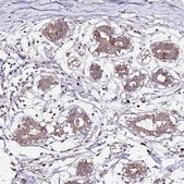 Anti-HSD17B7 antibody produced in rabbit Prestige Antibodies® Powered by Atlas Antibodies, affinity isolated antibody, buffered aqueous glycerol solution