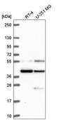 Anti-MORF4L1 antibody produced in rabbit Prestige Antibodies® Powered by Atlas Antibodies, affinity isolated antibody