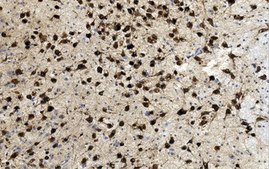 EZ-Float®Tissue Mounting Reagent 100X
