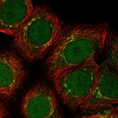 Anti-ARFIP1 antibody produced in rabbit Prestige Antibodies® Powered by Atlas Antibodies, affinity isolated antibody, buffered aqueous glycerol solution