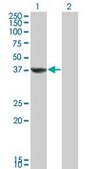 Monoclonal Anti-TAF5L antibody produced in mouse clone 1C5, purified immunoglobulin, buffered aqueous solution