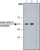 Monoclonal Anti-ATG5 antibody produced in mouse clone ATG5-18, purified immunoglobulin, buffered aqueous solution