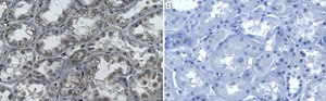 Anti-LAMTOR1 Antibody, clone 1M19 ZooMAb® Rabbit Monoclonal recombinant, expressed in HEK 293 cells