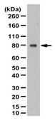 Anti-KIF3A Antibody from rabbit, purified by affinity chromatography