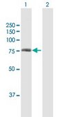 Anti-HIF3A antibody produced in mouse purified immunoglobulin, buffered aqueous solution