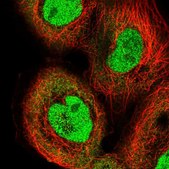 Anti-IRF2 antibody produced in rabbit Prestige Antibodies® Powered by Atlas Antibodies, affinity isolated antibody