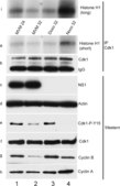 Anti-Cyclin A Antibody Upstate®, from rabbit