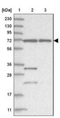 Anti-ZNF674 antibody produced in rabbit Prestige Antibodies® Powered by Atlas Antibodies, affinity isolated antibody, buffered aqueous glycerol solution