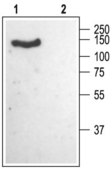 Anti-Calcium Channel (α2/δ-1 Subunit) antibody produced in rabbit affinity isolated antibody, lyophilized powder