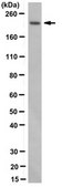 Anti-CHD-4 Antibody, clone 3F2/4 clone 3F2/4, from mouse