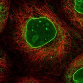 Anti-RBMX2 antibody produced in rabbit Prestige Antibodies® Powered by Atlas Antibodies, affinity isolated antibody, buffered aqueous glycerol solution