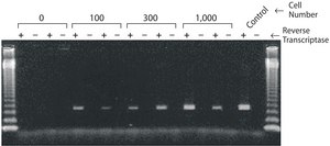 GenElute™ 哺乳动物总RNA小量制备试剂盒 sufficient for 350 purifications