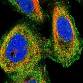 Anti-MIB1 antibody produced in rabbit Prestige Antibodies® Powered by Atlas Antibodies, affinity isolated antibody, buffered aqueous glycerol solution