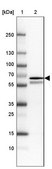 Anti-RGL3 antibody produced in rabbit Prestige Antibodies® Powered by Atlas Antibodies, affinity isolated antibody, buffered aqueous glycerol solution