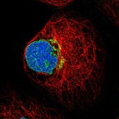 Anti-FUT11 antibody produced in rabbit Prestige Antibodies® Powered by Atlas Antibodies, affinity isolated antibody, buffered aqueous glycerol solution