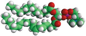 16:0-20:4 PC Avanti Research™ - A Croda Brand