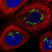 Anti-TJAP1 antibody produced in rabbit Prestige Antibodies® Powered by Atlas Antibodies, affinity isolated antibody, buffered aqueous glycerol solution